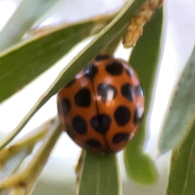 Harmonia conformis (Common Spotted Ladybird) at Mount Ainslie to Black Mountain - 31 Mar 2024 by Hejor1