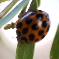 Harmonia conformis at Commonwealth Park (CWP) - 31 Mar 2024