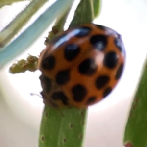 Harmonia conformis at Commonwealth Park (CWP) - 31 Mar 2024