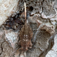 Fulgoroidea sp. (superfamily) (Unidentified fulgoroid planthopper) at Mount Ainslie to Black Mountain - 31 Mar 2024 by Hejor1
