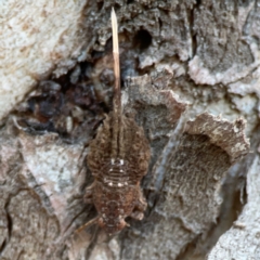 Fulgoroidea sp. (superfamily) (Unidentified fulgoroid planthopper) at Commonwealth & Kings Parks - 31 Mar 2024 by Hejor1