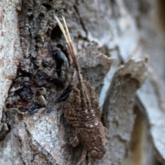 Fulgoroidea sp. (superfamily) at Mount Ainslie to Black Mountain - 31 Mar 2024 05:57 PM