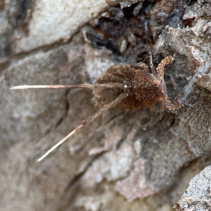 Fulgoroidea sp. (superfamily) at Mount Ainslie to Black Mountain - 31 Mar 2024 05:57 PM