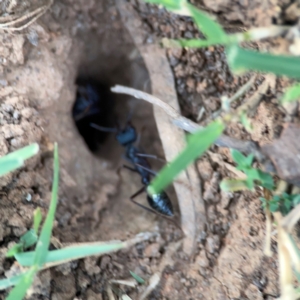 Myrmecia sp. (genus) at Mount Ainslie to Black Mountain - 31 Mar 2024 05:57 PM