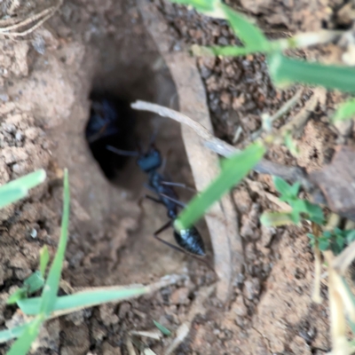 Myrmecia sp. (genus) (Bull ant or Jack Jumper) at Mount Ainslie to Black Mountain - 31 Mar 2024 by Hejor1