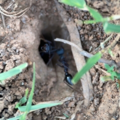 Myrmecia sp. (genus) at Mount Ainslie to Black Mountain - 31 Mar 2024