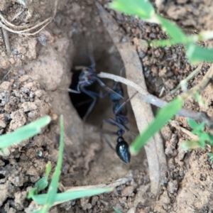 Myrmecia sp. (genus) at Mount Ainslie to Black Mountain - 31 Mar 2024 05:57 PM