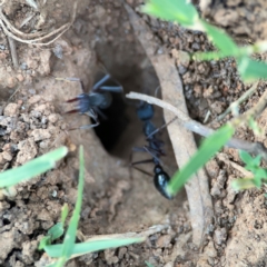 Myrmecia sp. (genus) at Mount Ainslie to Black Mountain - 31 Mar 2024 05:57 PM