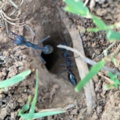 Myrmecia sp. (genus) at Mount Ainslie to Black Mountain - 31 Mar 2024 05:57 PM