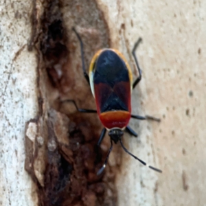 Dindymus versicolor at Mount Ainslie to Black Mountain - 31 Mar 2024