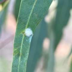 Glycaspis sp. (genus) at Mount Ainslie to Black Mountain - 31 Mar 2024