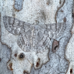 Crypsiphona ocultaria (Red-lined Looper Moth) at Commonwealth & Kings Parks - 31 Mar 2024 by Hejor1