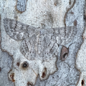 Crypsiphona ocultaria at Mount Ainslie to Black Mountain - 31 Mar 2024