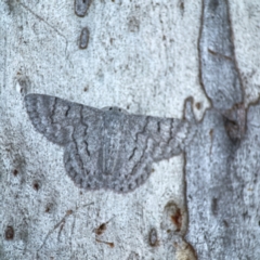 Crypsiphona ocultaria at Mount Ainslie to Black Mountain - 31 Mar 2024