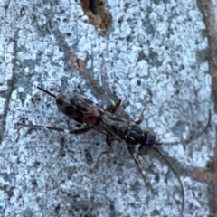 Eupelmidae (family) (Eupelmid wasp) at Parkes, ACT - 31 Mar 2024 by Hejor1