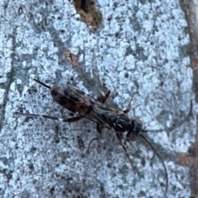 Eupelmidae (family) (Eupelmid wasp) at Mount Ainslie to Black Mountain - 31 Mar 2024 by Hejor1
