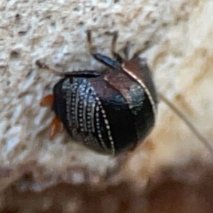 Ellipsidion australe at Mount Ainslie to Black Mountain - 31 Mar 2024 05:41 PM