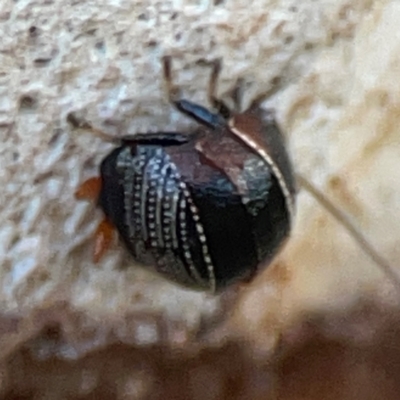 Ellipsidion australe (Austral Ellipsidion cockroach) at Commonwealth & Kings Parks - 31 Mar 2024 by Hejor1