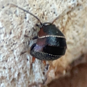 Ellipsidion australe at Mount Ainslie to Black Mountain - 31 Mar 2024 05:41 PM