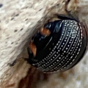 Ellipsidion australe at Mount Ainslie to Black Mountain - 31 Mar 2024 05:41 PM