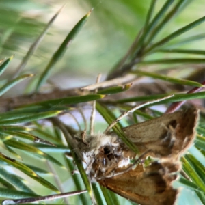 Agrotis (genus) at Mount Ainslie to Black Mountain - 31 Mar 2024