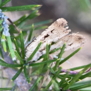 Agrotis (genus) at Mount Ainslie to Black Mountain - 31 Mar 2024