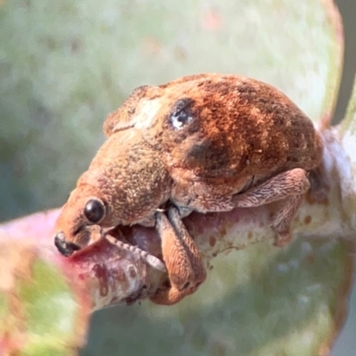 Gonipterus sp. (genus) (Eucalyptus Weevil) at Parkes, ACT - 31 Mar 2024 by Hejor1