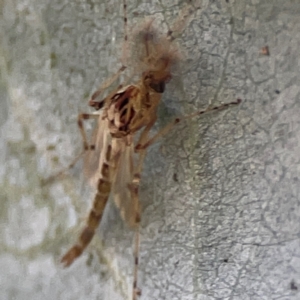 Chironomidae (family) at Mount Ainslie to Black Mountain - 31 Mar 2024 05:19 PM