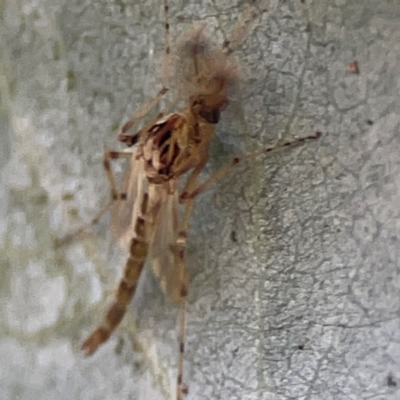 Chironomidae (family) (Non-biting Midge) at Mount Ainslie to Black Mountain - 31 Mar 2024 by Hejor1