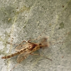 Chironomidae (family) at Mount Ainslie to Black Mountain - 31 Mar 2024 05:19 PM