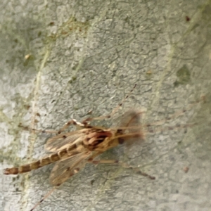 Chironomidae (family) at Mount Ainslie to Black Mountain - 31 Mar 2024 05:19 PM