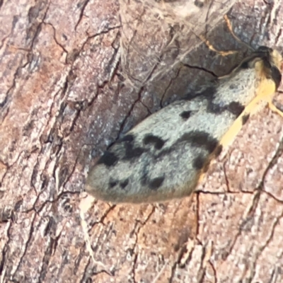 Anestia ombrophanes (Clouded Footman) at Mount Ainslie to Black Mountain - 31 Mar 2024 by Hejor1