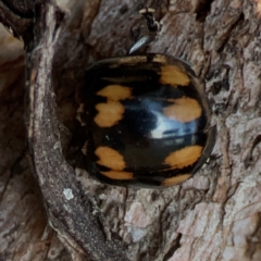 Paropsisterna octosignata (Eucalyptus leaf beetle) at Commonwealth & Kings Parks - 31 Mar 2024 by Hejor1