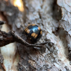 Paropsisterna octosignata at Mount Ainslie to Black Mountain - 31 Mar 2024