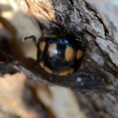 Paropsisterna octosignata at Mount Ainslie to Black Mountain - 31 Mar 2024