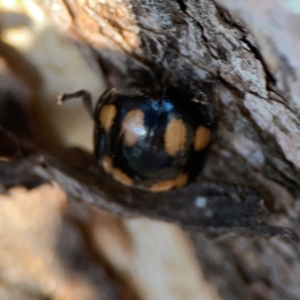 Paropsisterna nigerrima at Mount Ainslie to Black Mountain - 31 Mar 2024