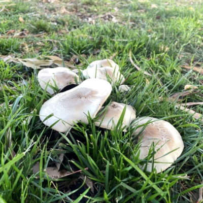 Agarics at Parkes, ACT - 31 Mar 2024 by Hejor1