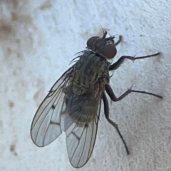 Helina sp. (genus) (Muscid fly) at Parkes, ACT - 31 Mar 2024 by Hejor1