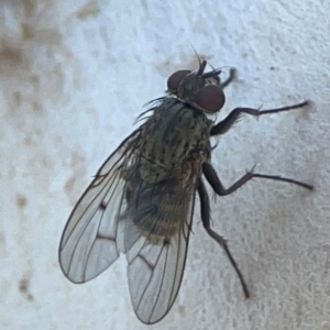 Helina sp. (genus) at Mount Ainslie to Black Mountain - 31 Mar 2024 05:07 PM