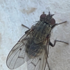 Helina sp. (genus) at Mount Ainslie to Black Mountain - 31 Mar 2024