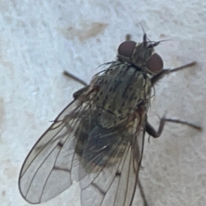 Helina sp. (genus) at Mount Ainslie to Black Mountain - 31 Mar 2024 05:07 PM