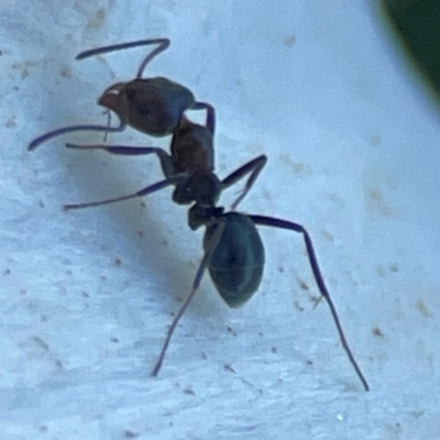 Iridomyrmex sp. (genus) (Ant) at Mount Ainslie to Black Mountain - 31 Mar 2024 by Hejor1