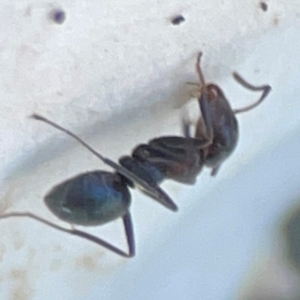 Iridomyrmex sp. (genus) at Mount Ainslie to Black Mountain - 31 Mar 2024 05:06 PM