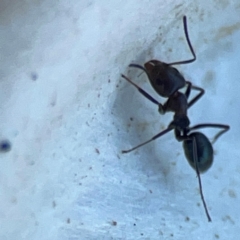 Iridomyrmex sp. (genus) at Mount Ainslie to Black Mountain - 31 Mar 2024 05:06 PM