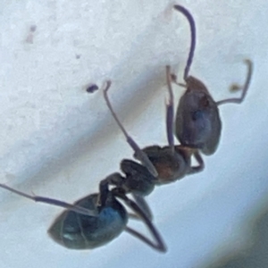 Iridomyrmex sp. (genus) at Mount Ainslie to Black Mountain - 31 Mar 2024