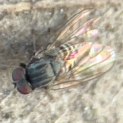 Unidentified Other true fly at Parkes, ACT - 31 Mar 2024 by Hejor1