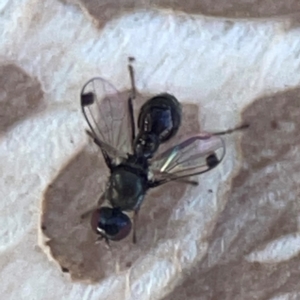 Parapalaeosepsis plebeia at Mount Ainslie to Black Mountain - 31 Mar 2024 05:06 PM