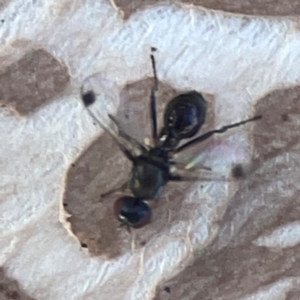 Parapalaeosepsis plebeia at Mount Ainslie to Black Mountain - 31 Mar 2024 05:06 PM