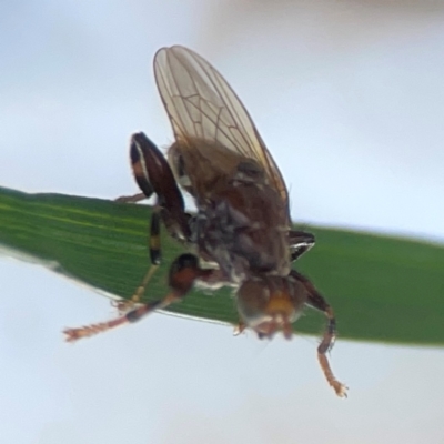 Tapeigaster sp. (genus) (Fungus fly, Heteromyzid fly) at Mount Ainslie to Black Mountain - 31 Mar 2024 by Hejor1