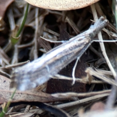 Hednota pedionoma PS1 (BOLD) (a Crambid moth (Crambinae)) at Commonwealth & Kings Parks - 31 Mar 2024 by Hejor1
